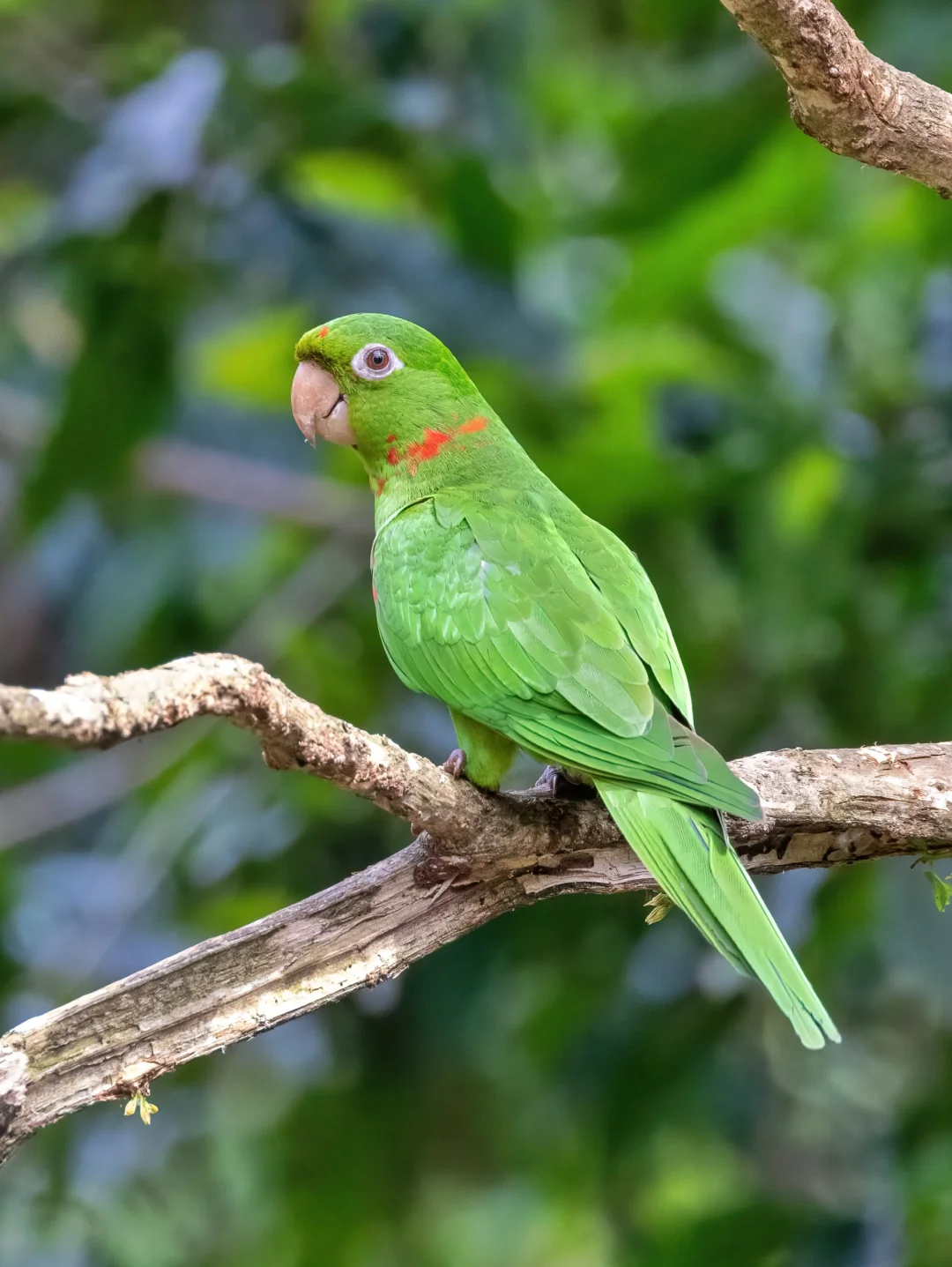 红白绿圣诞色的的白眼鹦哥