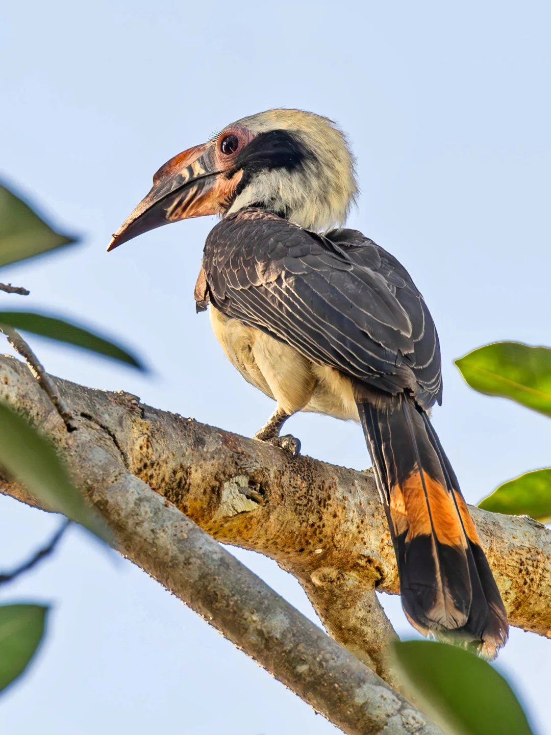 超近距离直击！大圆眼犀鸟的美妆秀