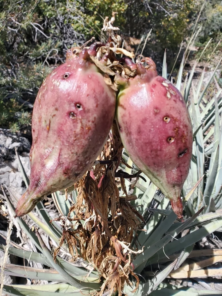 神奇水果～香蕉丝兰Yucca baccata