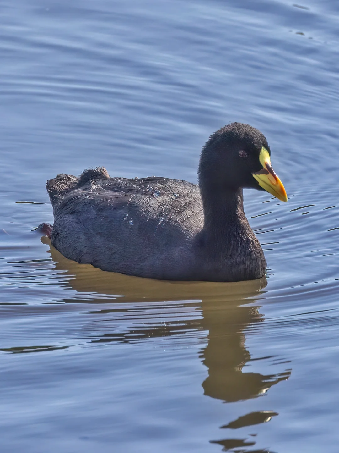 这只“白骨顶”看上去头好像不太对劲啊？