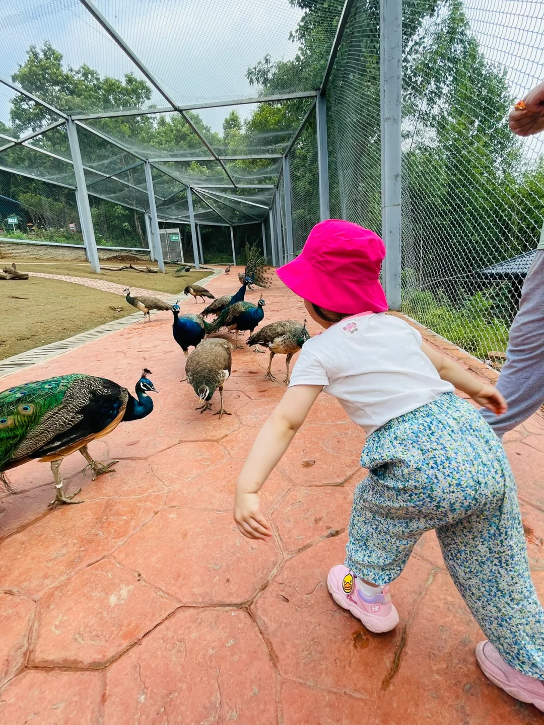 孔雀被我吓走了.