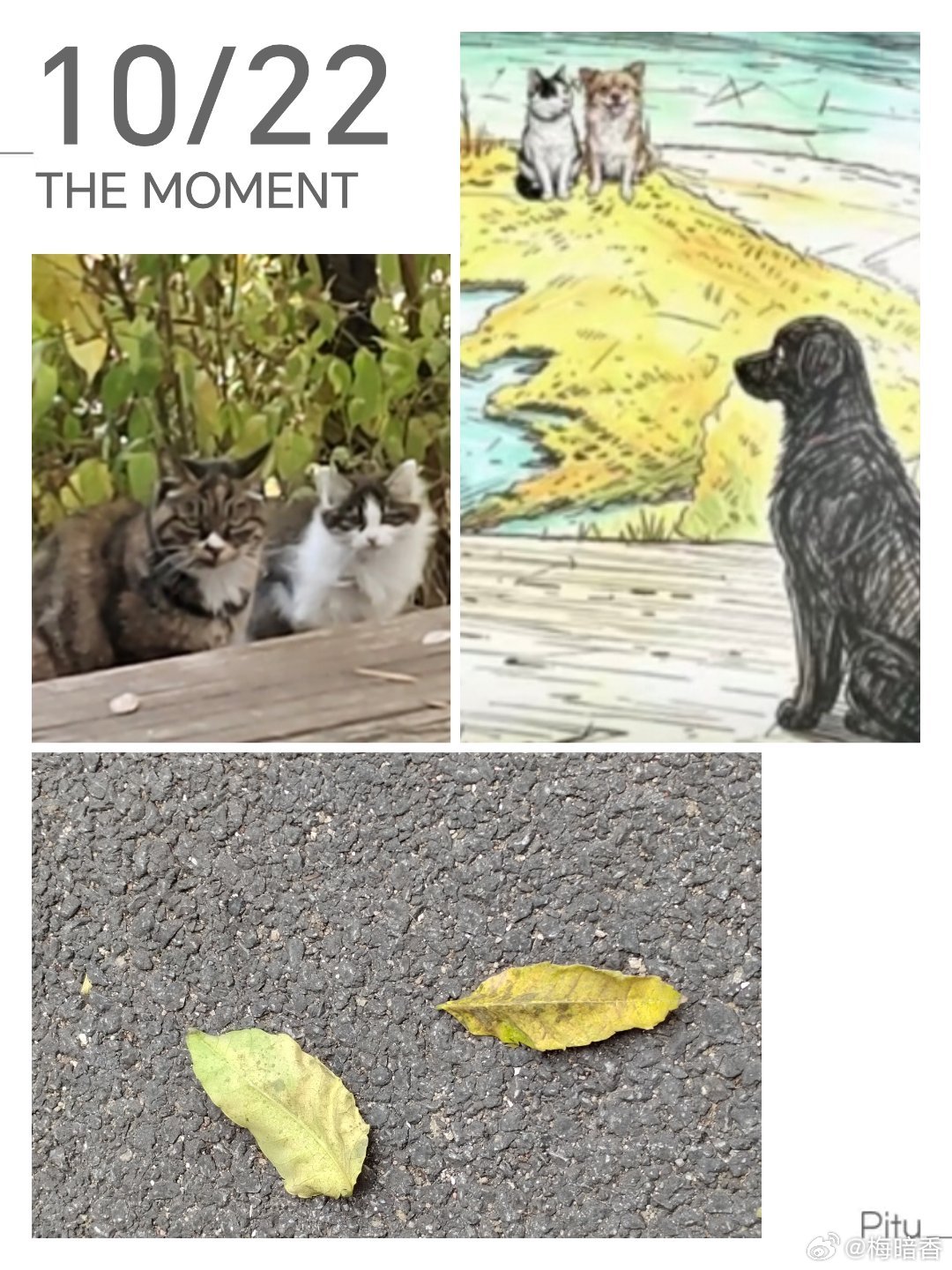 下午帮一位妹妹搬家，确切的说，是把11个猫猫搬到新租的房子。妹妹所在的小区，几年前有过投毒，小区里的小动物一部分死亡，包括猫。案子的处理过程此处不说了。小区里存活的猫在那个时候充满了不确定性，妹妹就在小区另租了房子，把小区的十余个猫接回了家，之后，有绝育，有治疗。一晃三年过去了，房主要卖掉房子，妹妹就在小区另租了一套。妹妹不是传统意义上的爱猫人，也不是现实中的救助志愿者，就是单纯的不想猫在还不确定的环境中有生命危险。这几年来，小区再也没有恶意对待流浪动物的人和事，猫们生活的安宁又平静。除了妹妹，小区还有另外几位居民在护着猫们，在自家院子里，在自家车库里，投喂，绝育。小区里也有固定的棉窝和不是很固定的投喂点。妹妹也投喂小区的猫猫。再次来到小区，看到了猫们安然的自由，感受到了安静和祥和。不纠结结果，做，才可能出现结果。任何事情都一样。感恩善良！晚安，亲爱的宝贝！关爱流浪动物