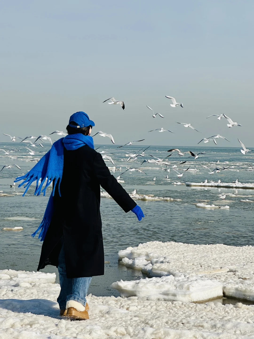 秦皇岛不宣传这里糊涂啊❗️海鸥冻海美哭😭