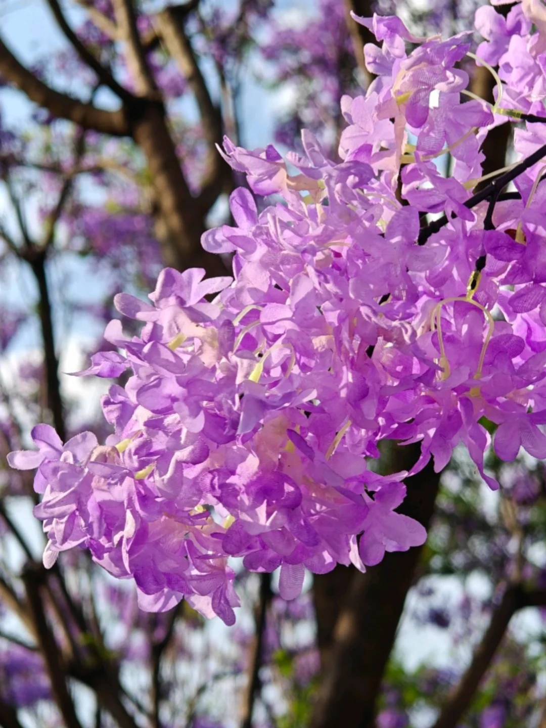 ❤️路边的花花