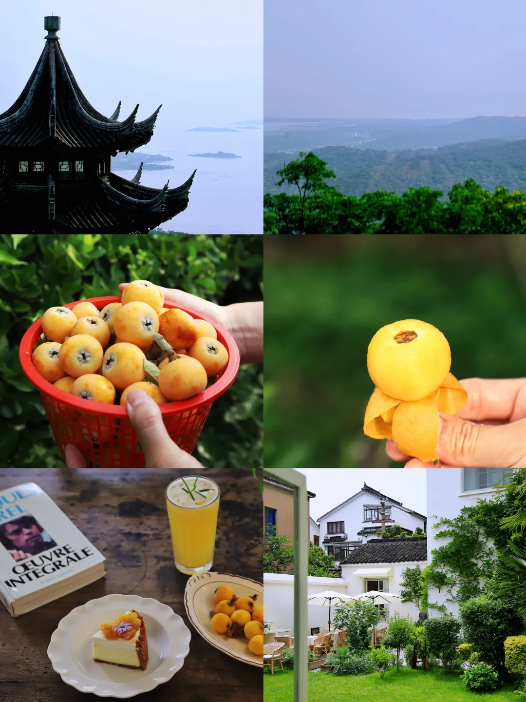 周末离沪计划（14/50）苏州东山摘枇杷