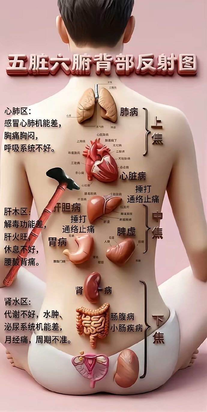 五脏六腑背部反射图 ​