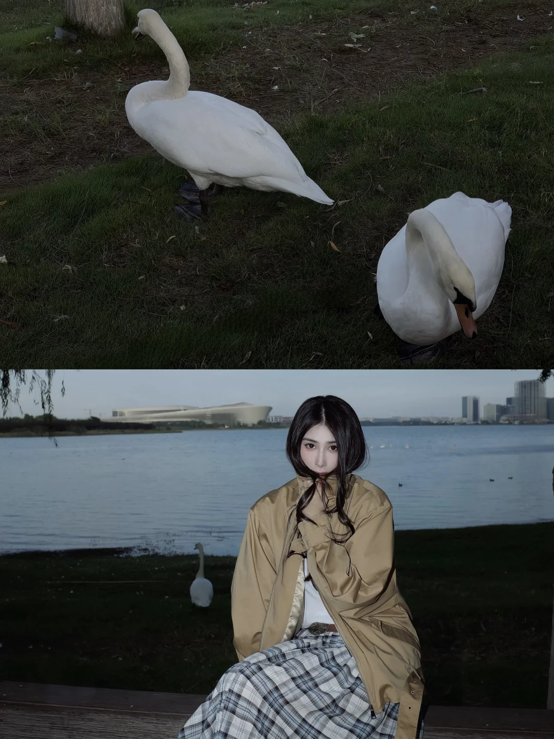 北龙湖你确实美 ！🦢