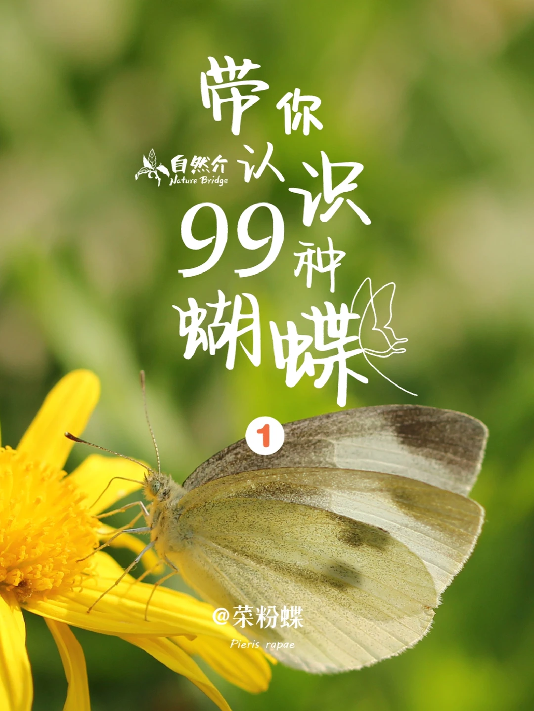 带孩子认识99种蝴蝶