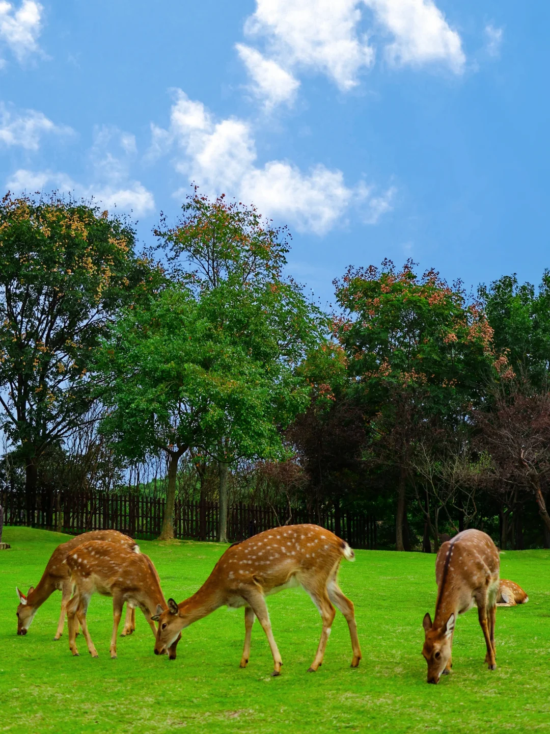 明孝陵免费得起早！（不花钱看鹿攻略）