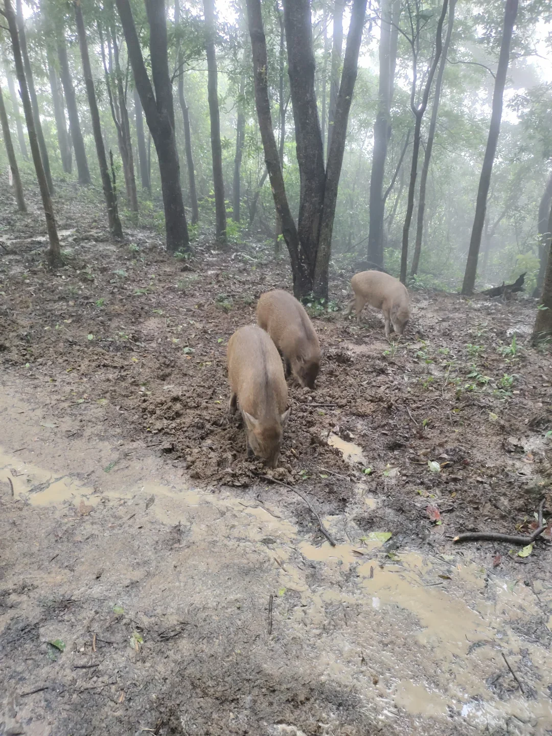 上梅林徒步遇到野猪