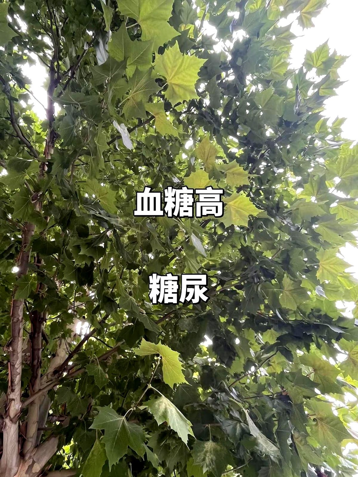 正负值+17全场第一！替补出战硬是把首发打没脾气。

达拉斯飞翼96比91逆转芝加哥天空。李月汝从替补席站起，脱下外套登场，直接接管内线。

23分钟里，她扛着对手生凿，硬拔下10个篮板，砍下10分，外加一记大帽和一次抢断。当球队落后，是她在篮下挂着防守人把球塞进篮筐。

正负值+17的数据，明晃晃