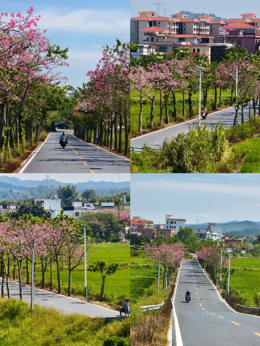 属于广州秋日的田园风光已上线🌾