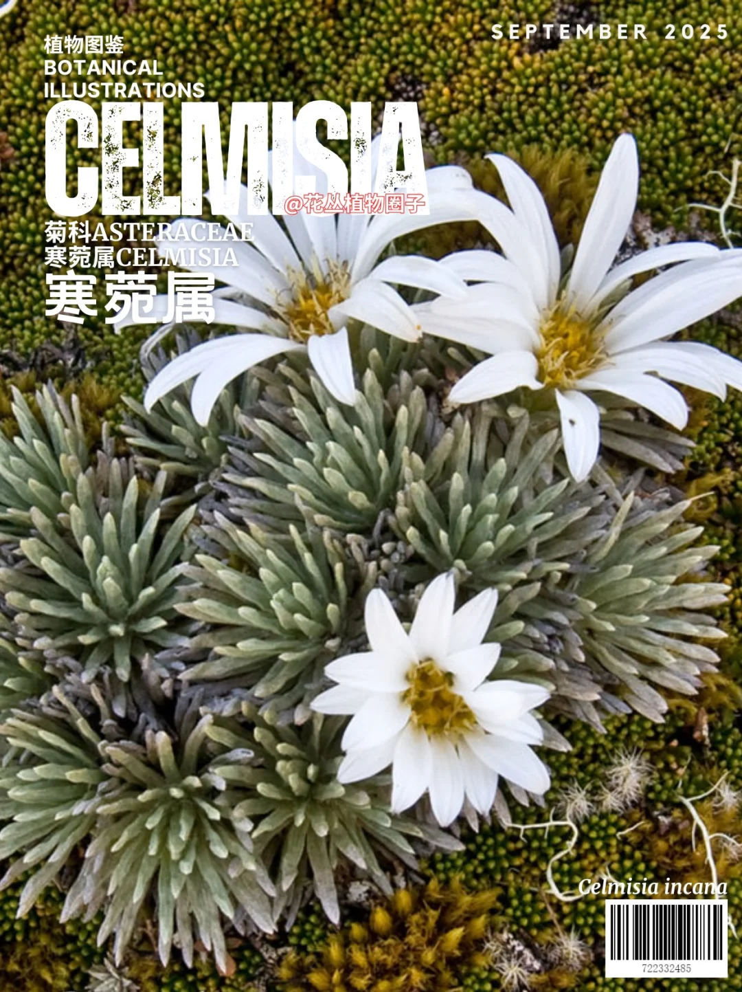 新西兰紫菀-寒菀属Celmisia