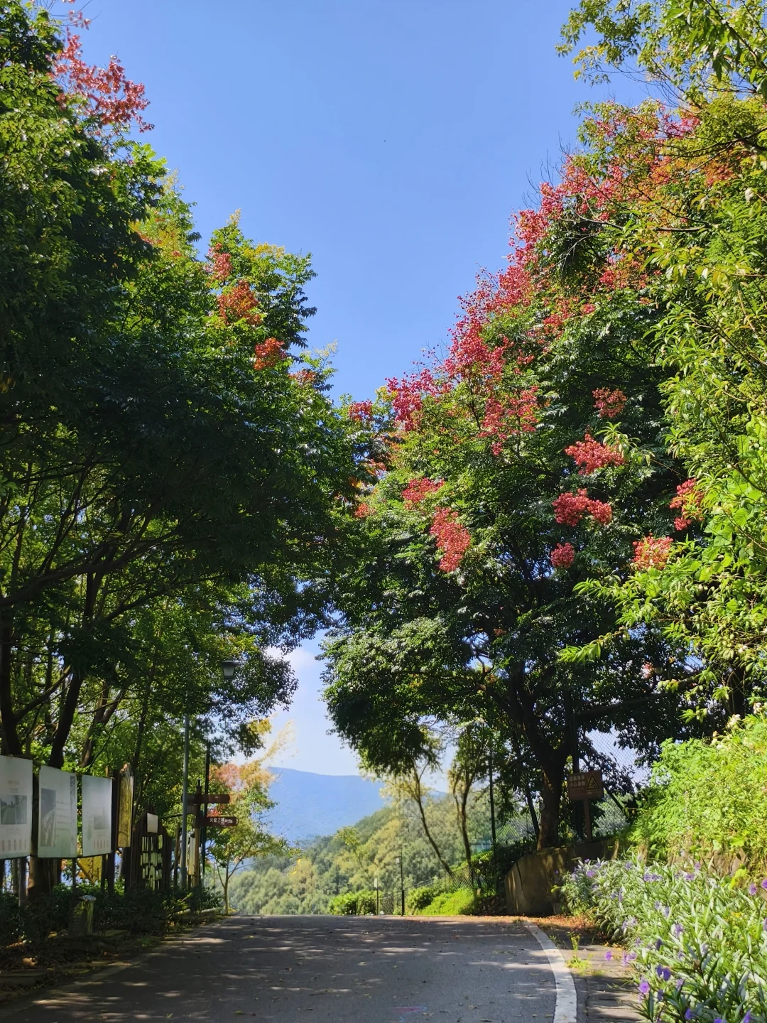 栾树挂起红灯笼，广东的秋天登场啦