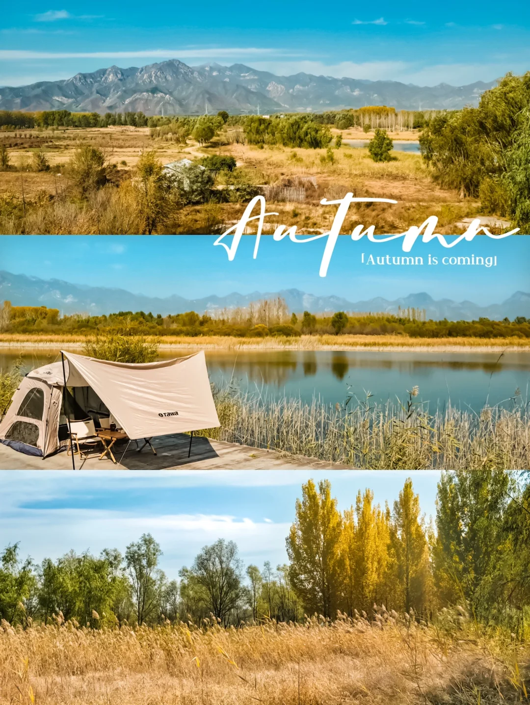 京郊露营🍁北望燕山⛰️在百亩湿地看珍贵鸟类