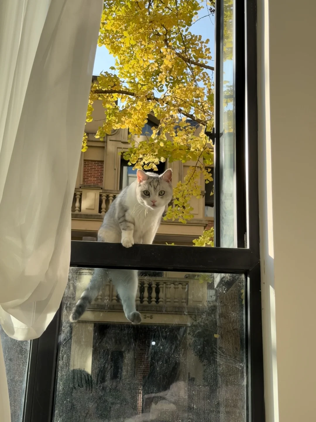 猫生狗生不过十几次银杏黄了