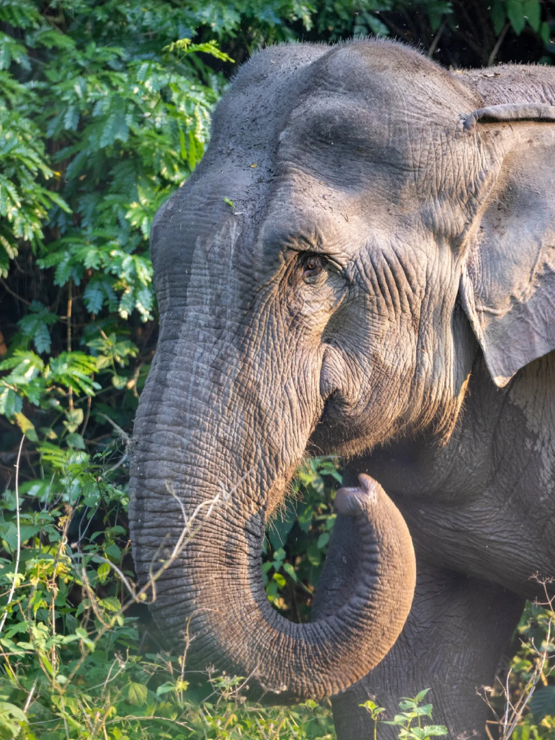 是谁这么幸运在路边看到了野生亚洲象？