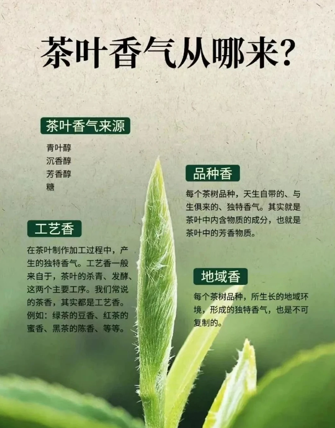 茶叶的香气从哪里来，你知道吗？