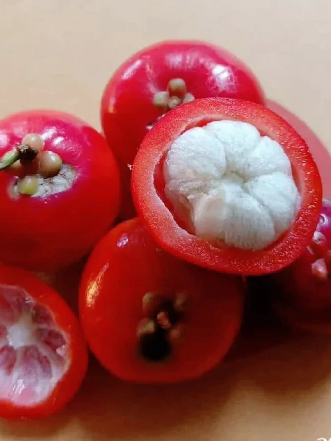 红皮山竹Garcinia lanceifolia