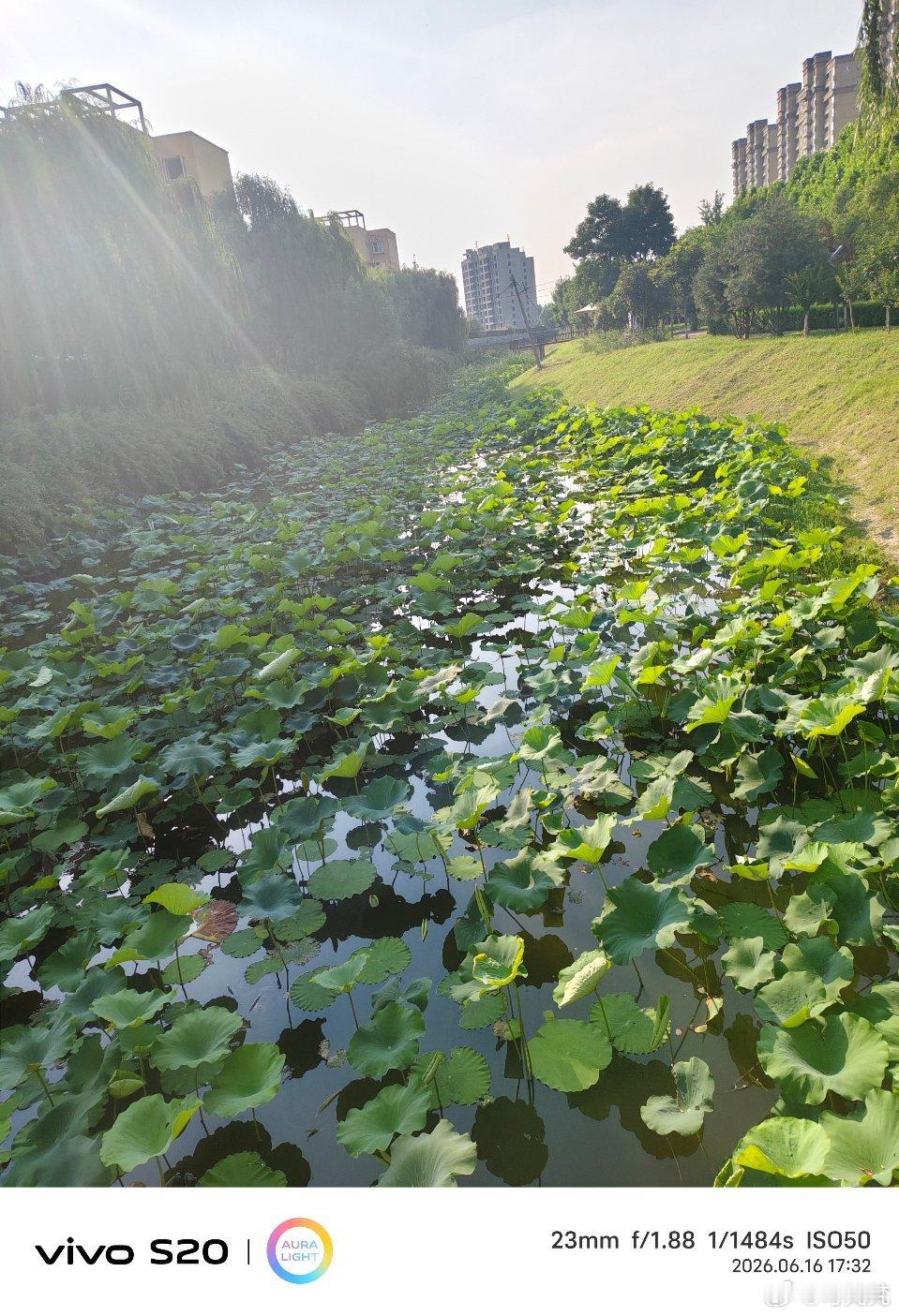#vivo[超话]##当你有了vivo# 当你有了vivo满池圆叶铺成绿毯，水波轻漾着夏日的私语。斜阳穿透薄雾洒下万道柔光，把荷叶染成深浅不一的翠绿。远处的楼宇与近处的生机相映，一半是烟火，一半是清欢。 ​