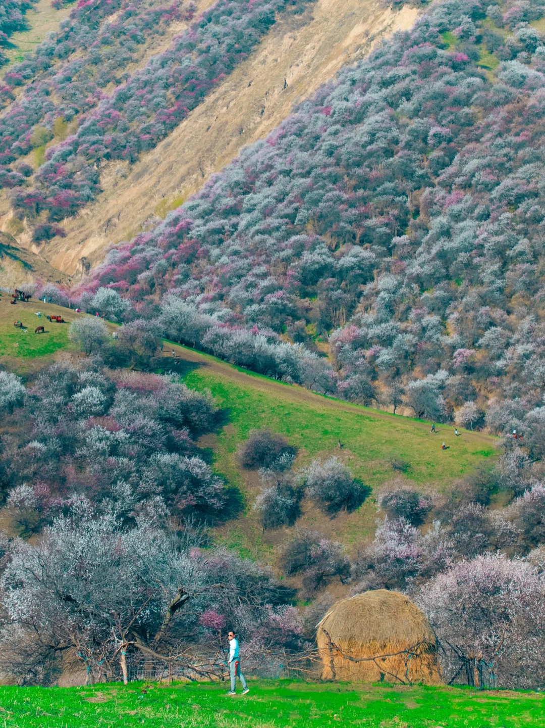 我把醉美春天锁在吐尔根的杏花林｜新疆旅行