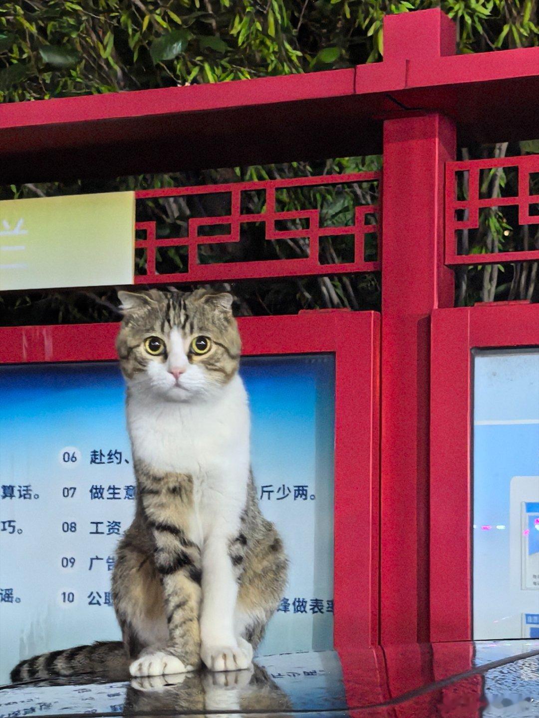 喵～
静静 ​