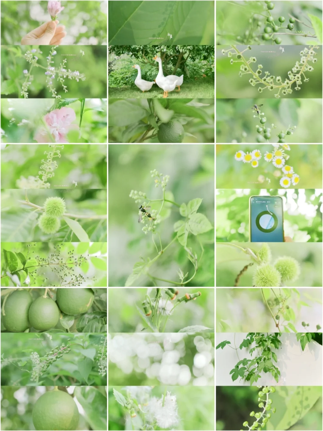 治愈小森林壁纸🌱带你回到童年的夏天～