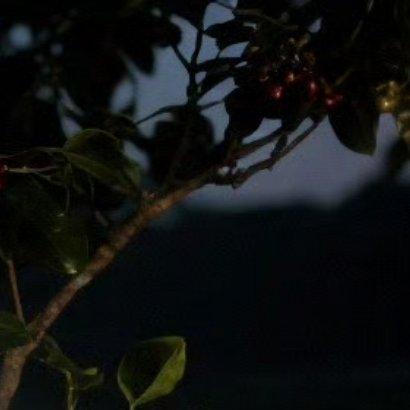 老挝咖啡coffee 夜幕低垂，咖啡庄园里却灯火通明。农人手持微光，仔...