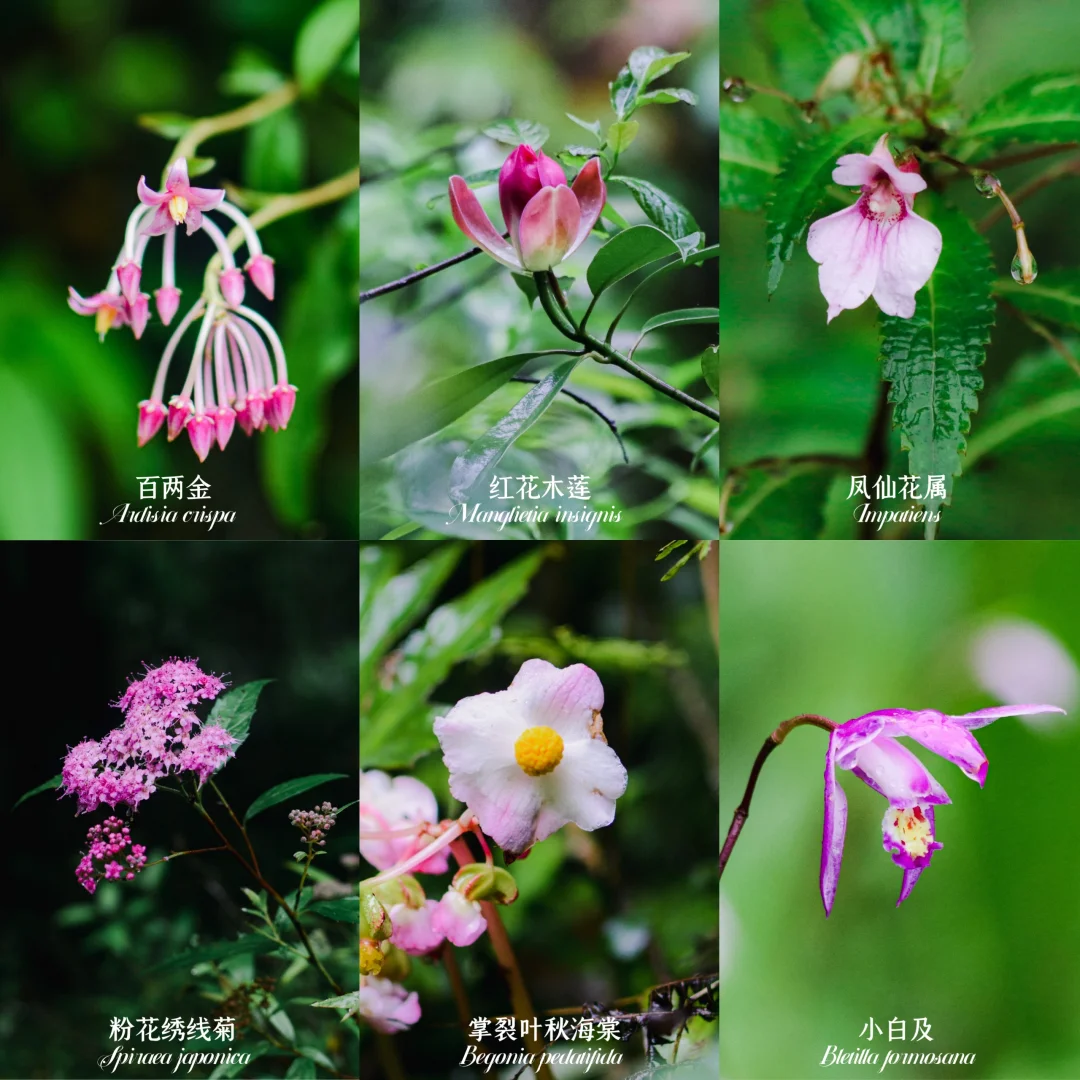 不必去川西，重庆的荒野里也藏着奇花异草