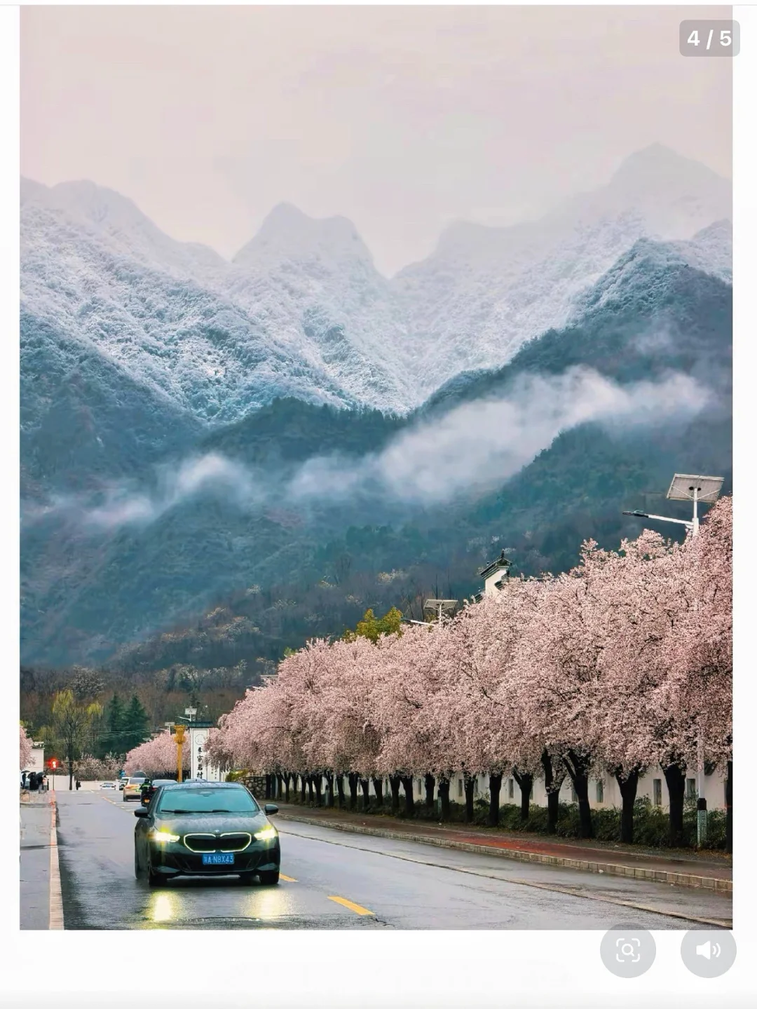 西安小伙伴们明天冲这个地方‼️雪山配樱花🌸