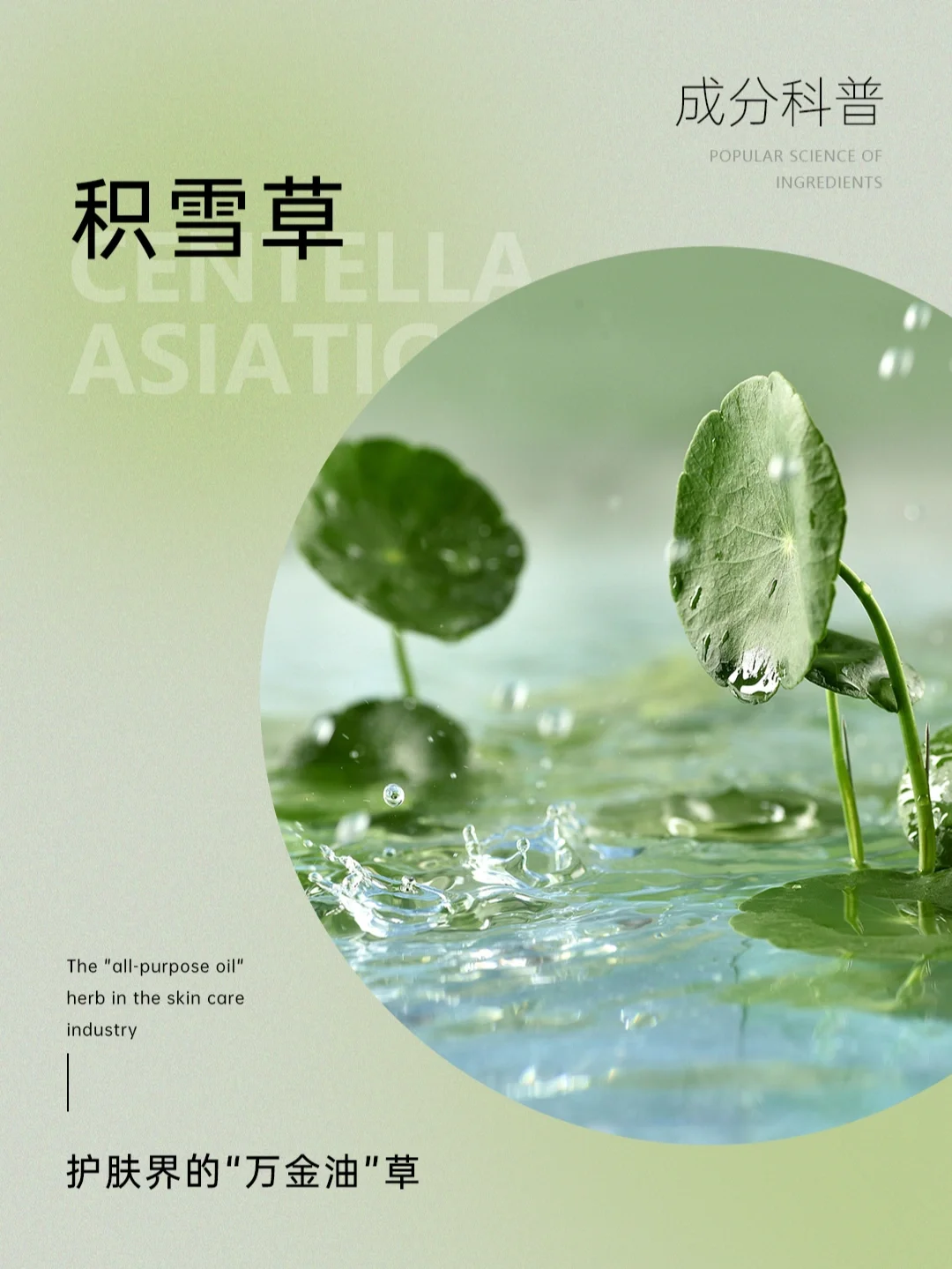 成分科普|护肤界的“万金油”——积雪草