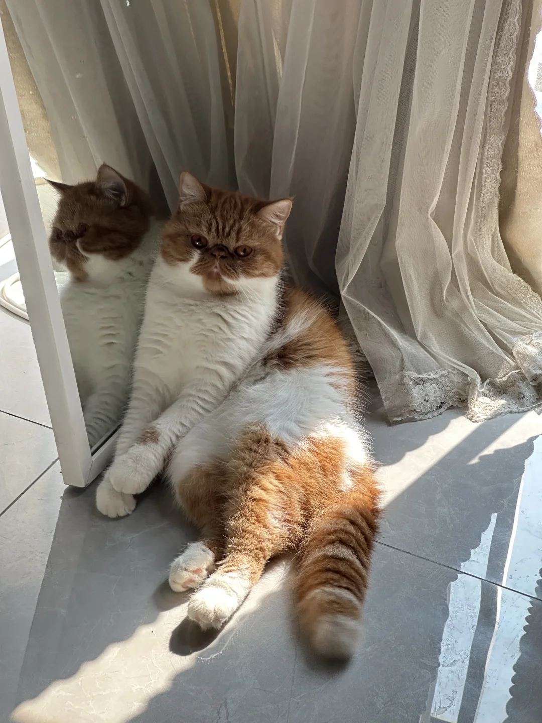 可可耐耐加菲猫～肥嘟嘟脸！！！