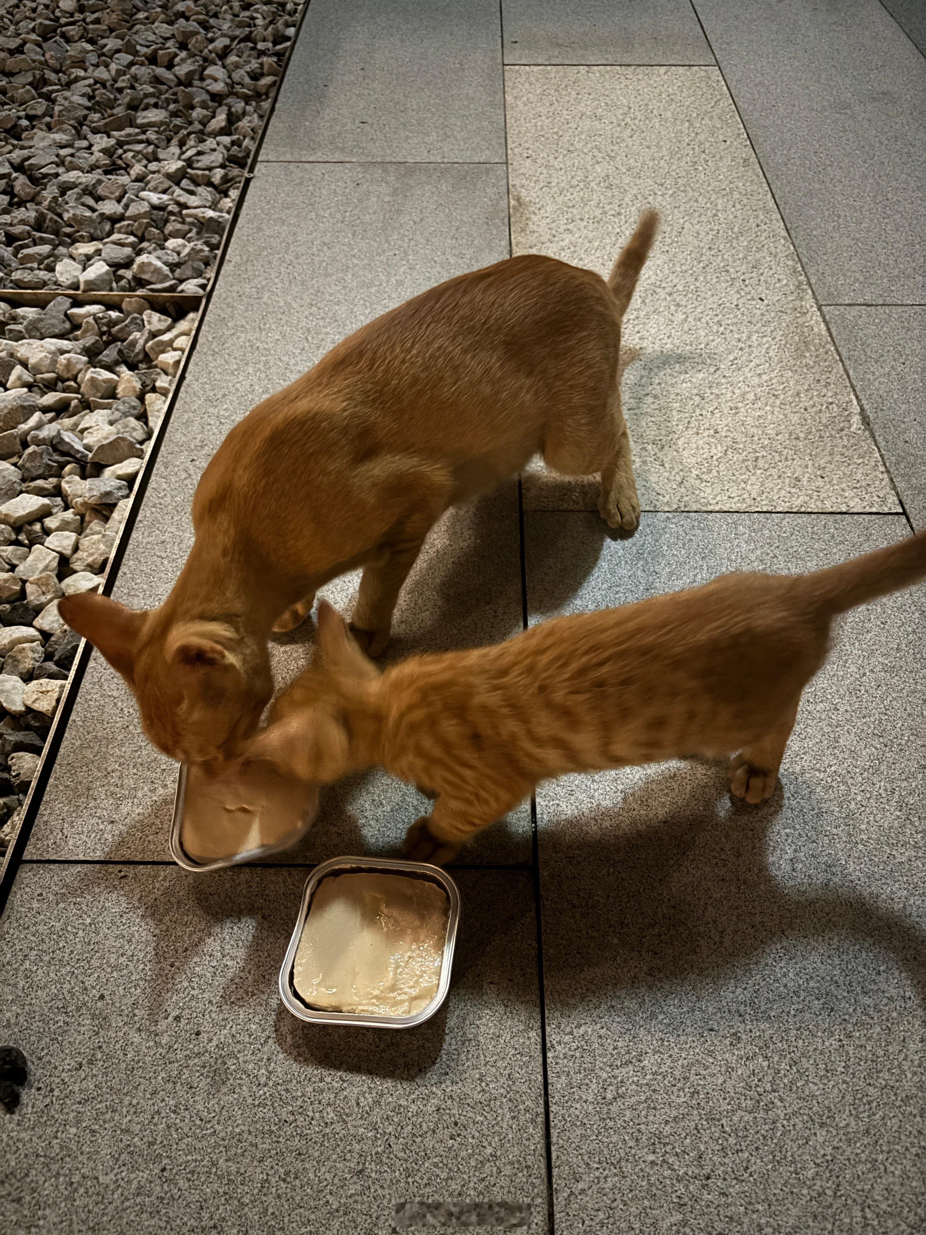 半夜喂完小橘猫又来吃饭，吃饭过程时，想起最近上了热搜的那位拿橘猫和狸花猫扒皮做皮草的网红店店主。
想起她，会莫名有些心虚。虽然确定自己从小到大没买过任何真皮皮草外套，但还是买过兔毛做的耳罩和圆球吊坠，以及用过动物毛化妆刷的。

比起谴责她，也希望自己以后能做到尽量不购买任何动物真毛 ​
