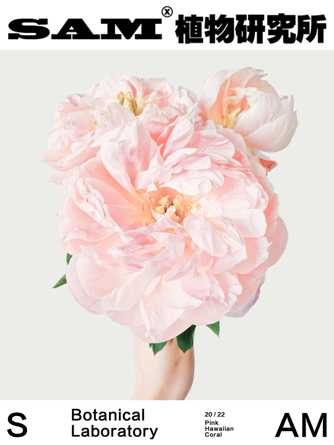 夏威夷珊瑚｜Pink Hawaiian Coral