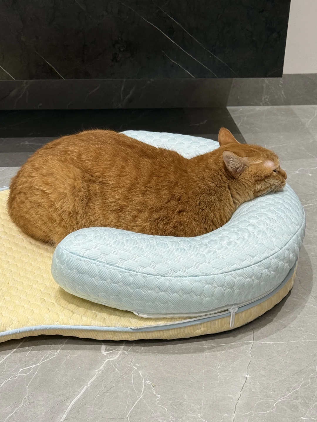 适合猫体工学