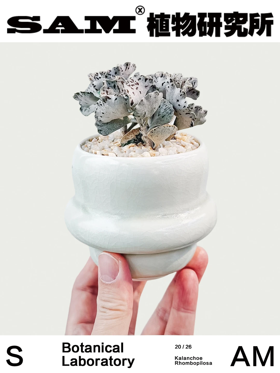 雀扇｜Kalanchoe Rhombopilosa