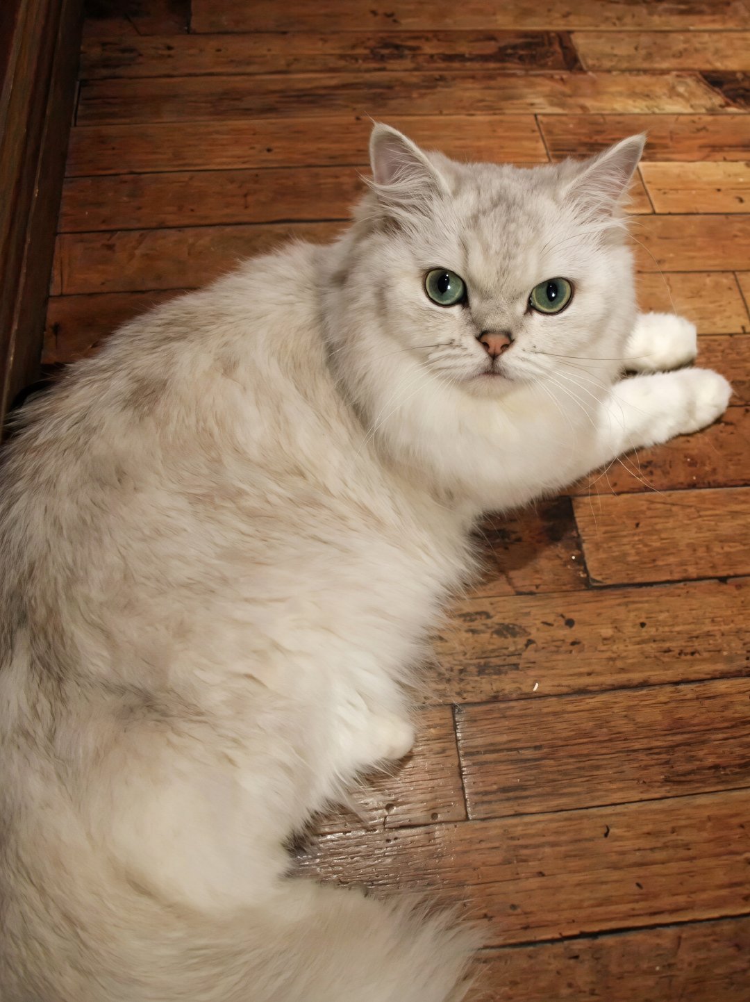 LISA拍的猫 ​