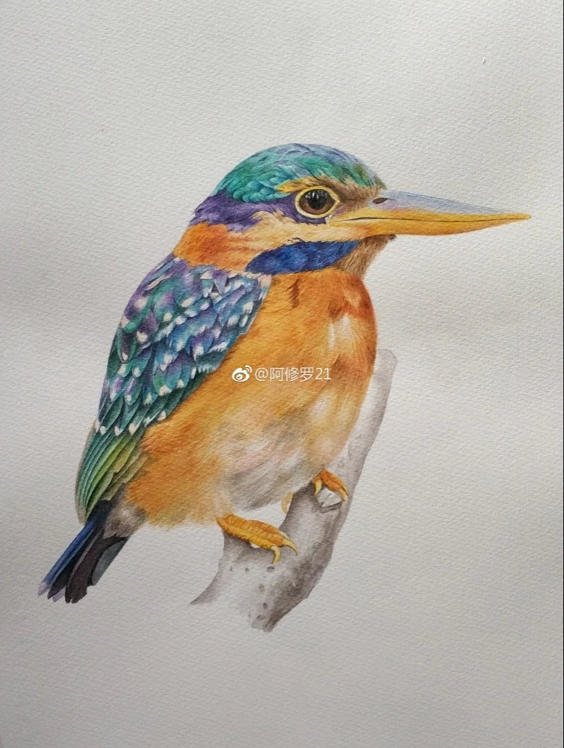 水彩。临摹木卮的栗领翡翠