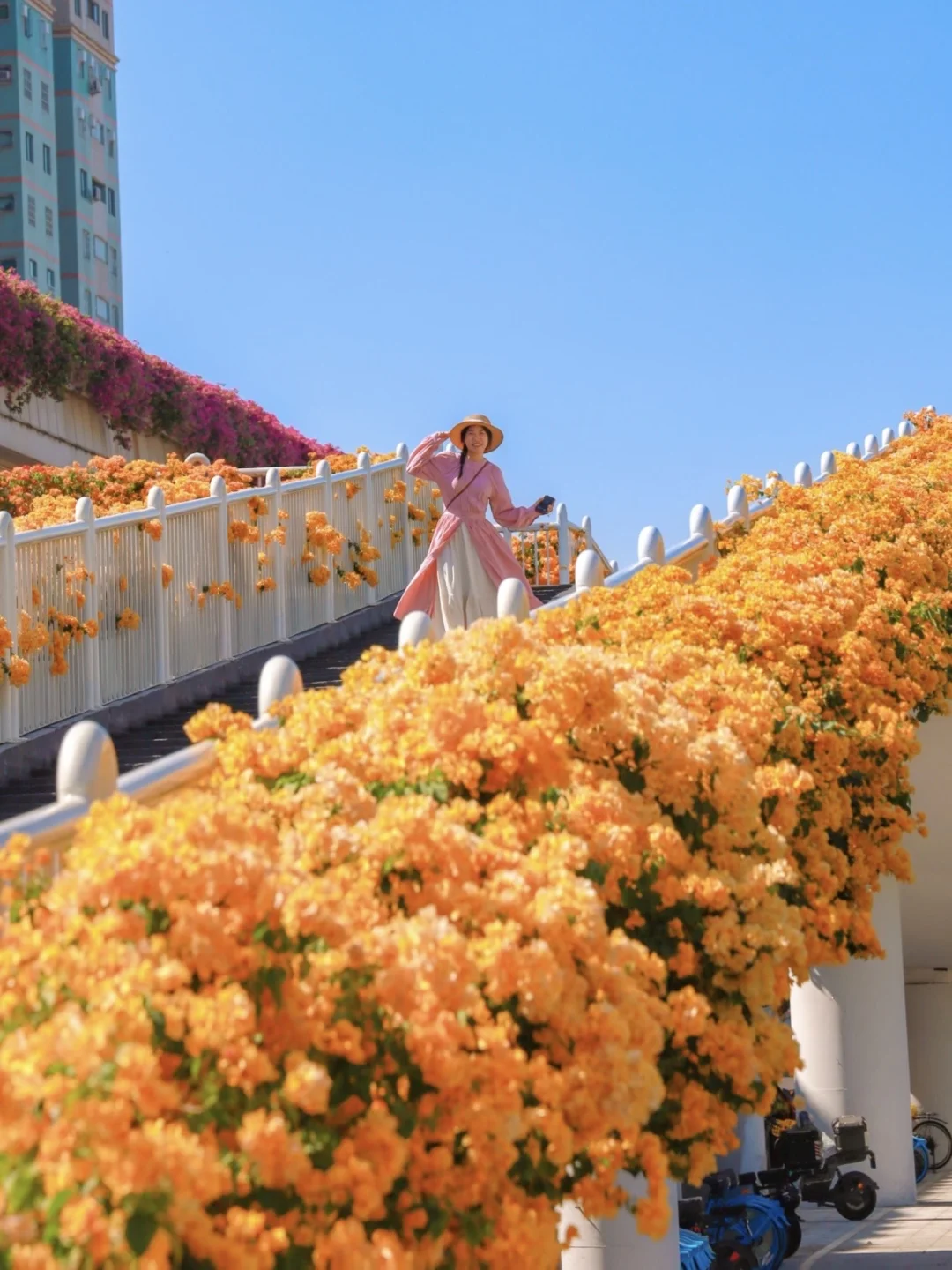 广州的绿化带又爆花啦🧡🧡太太太美美美啦！！