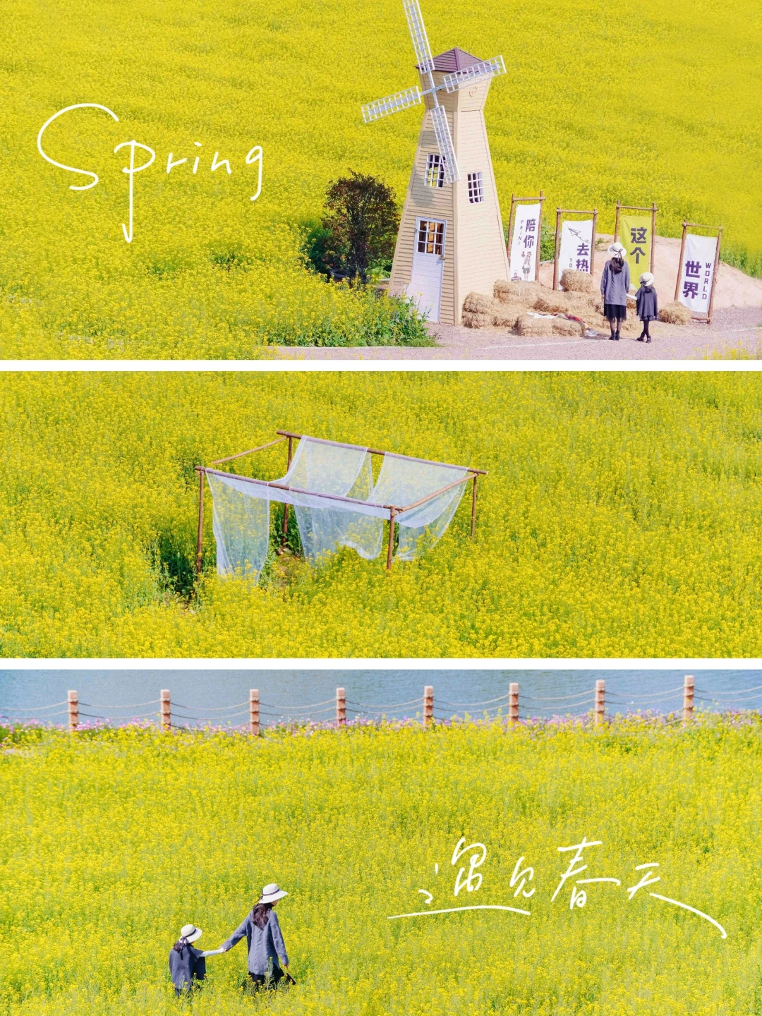 厦门新晋拍照📸这里的油菜花🌸美成了画