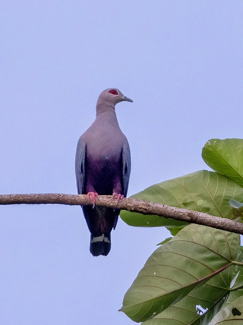 裸眶皇鸠：充满忧郁感的紫色大鸽