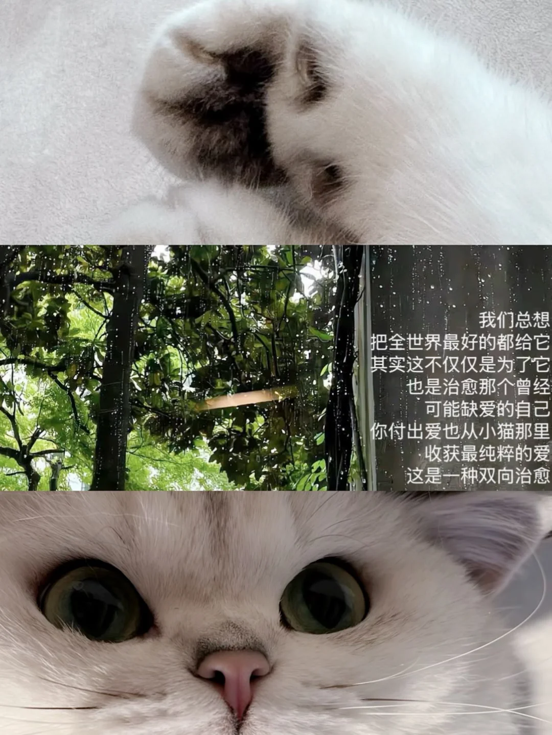养猫其实也是重新养一遍自己🐈