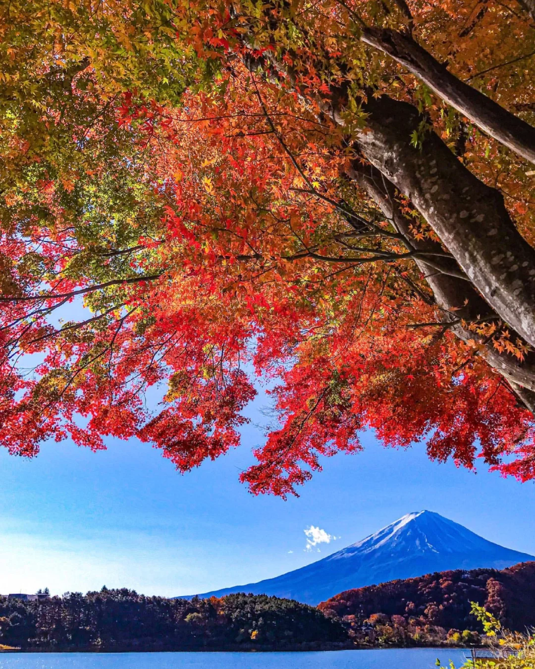 富士山下|在河口湖追一场治愈的秋日梦🍁