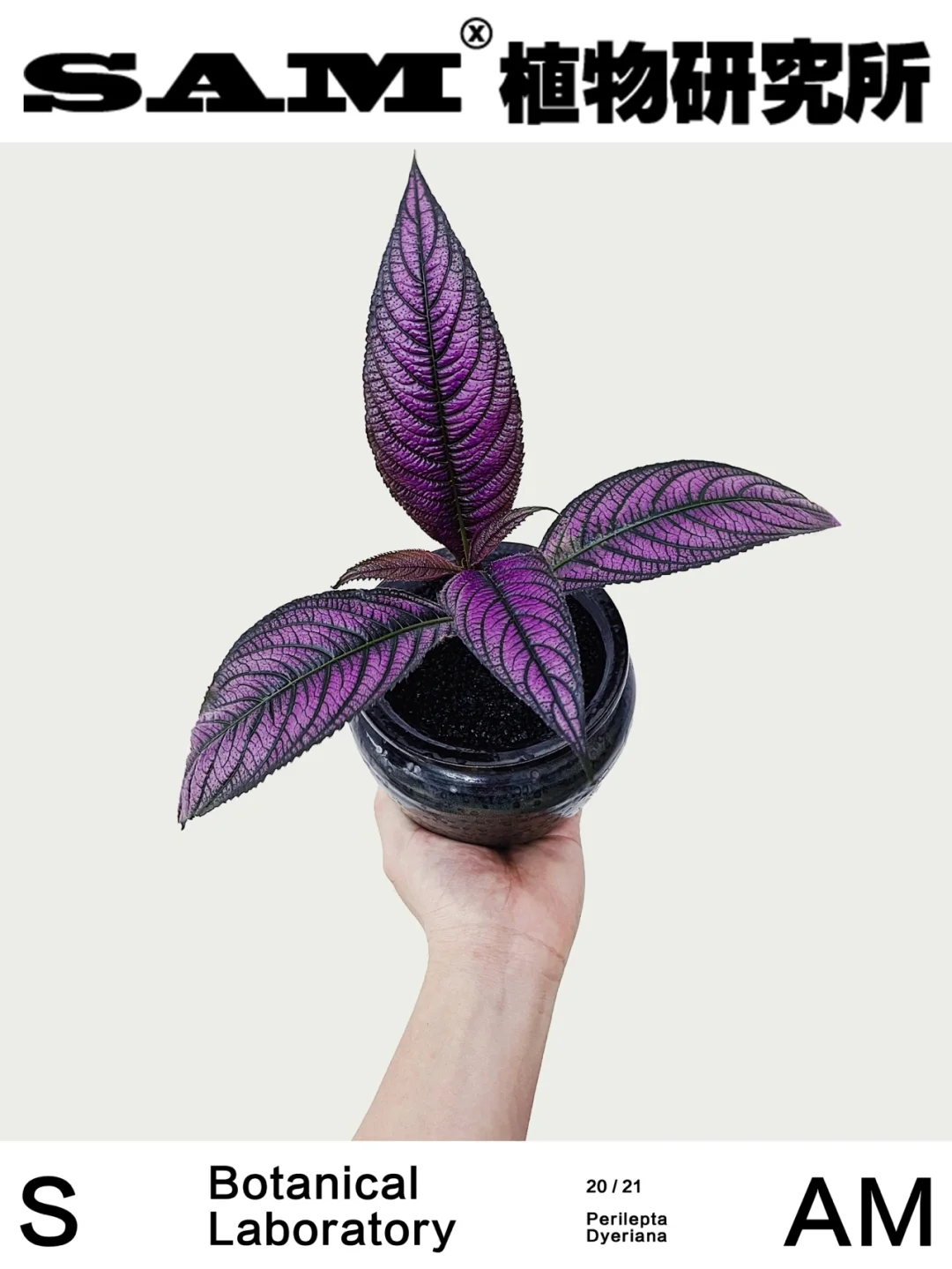 波斯红草｜Perilepta Dyeriana