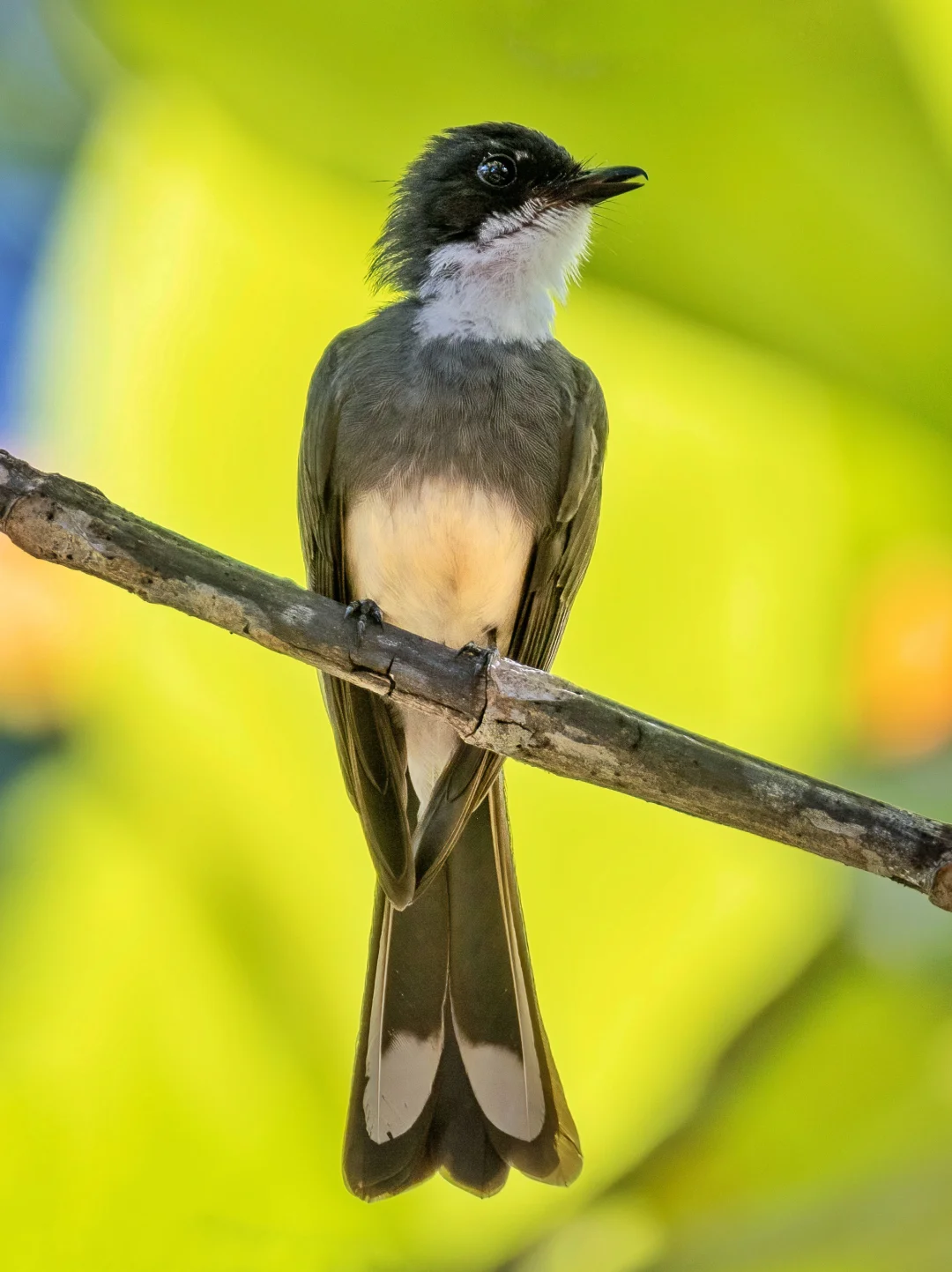 婀娜多姿的北扇尾鹟