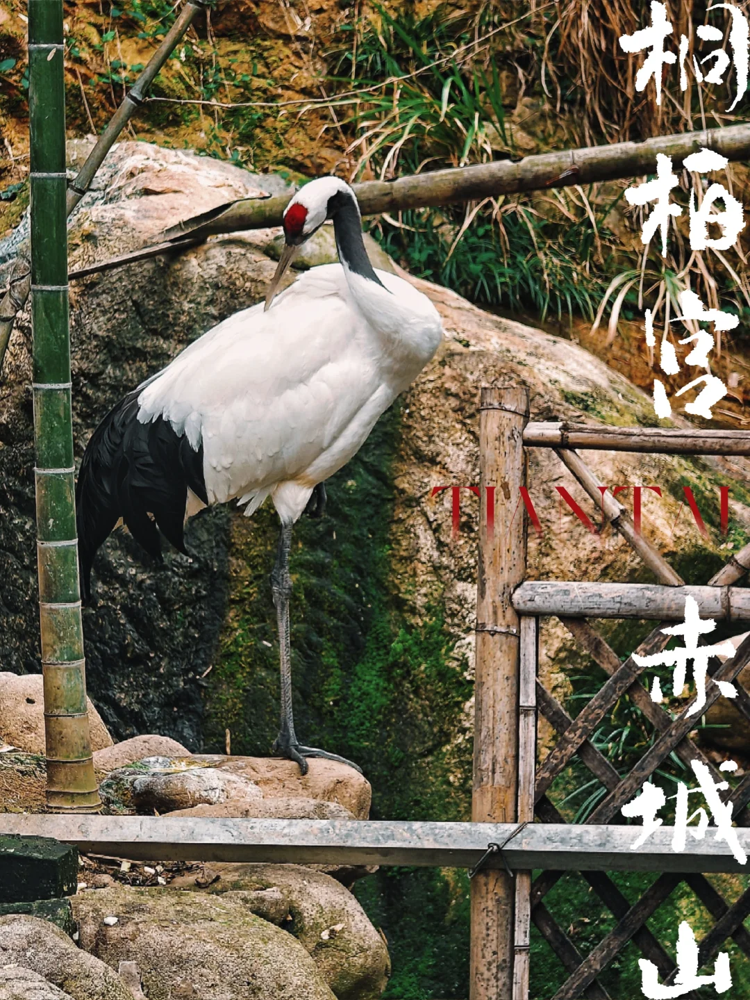 天台不止国清寺｜九峰抱宫观，赤岩藏洞天