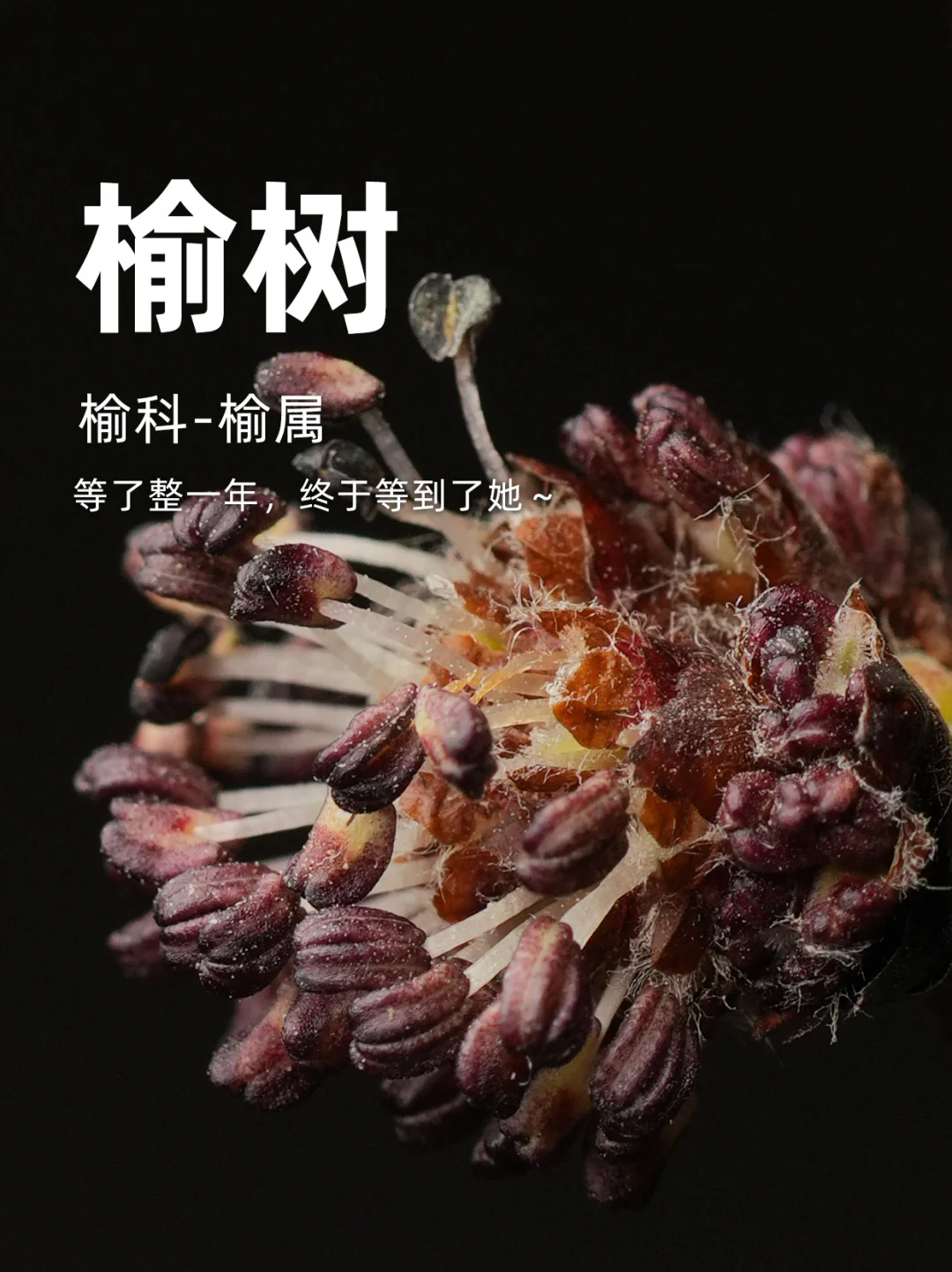 这一树花，让我足足等了一整年