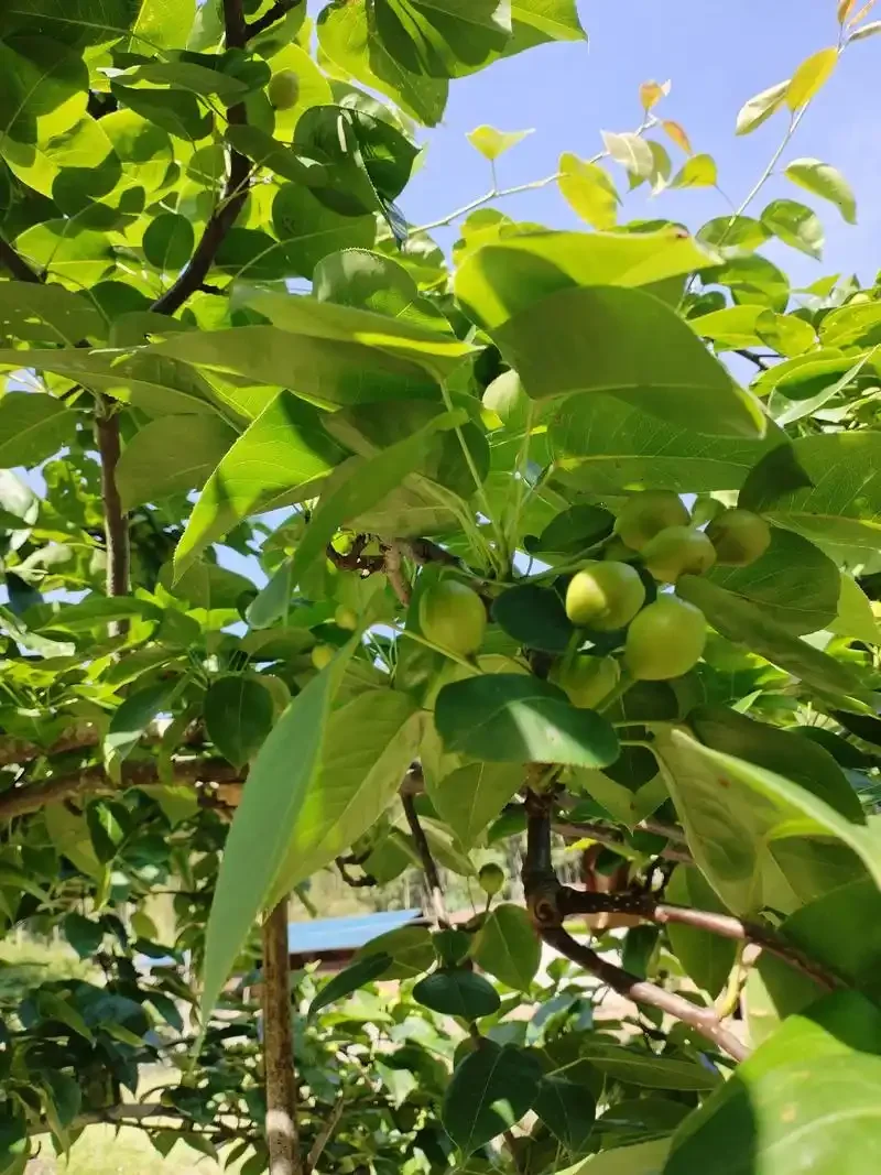 江苏女孩救下50岁梨树取名"不梨"，背后的故