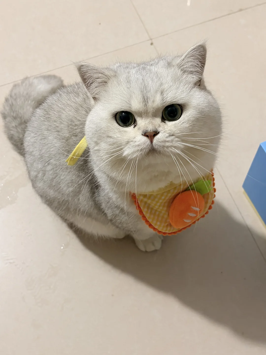 谁懂啊😭猫咪超级抗拒洗澡！