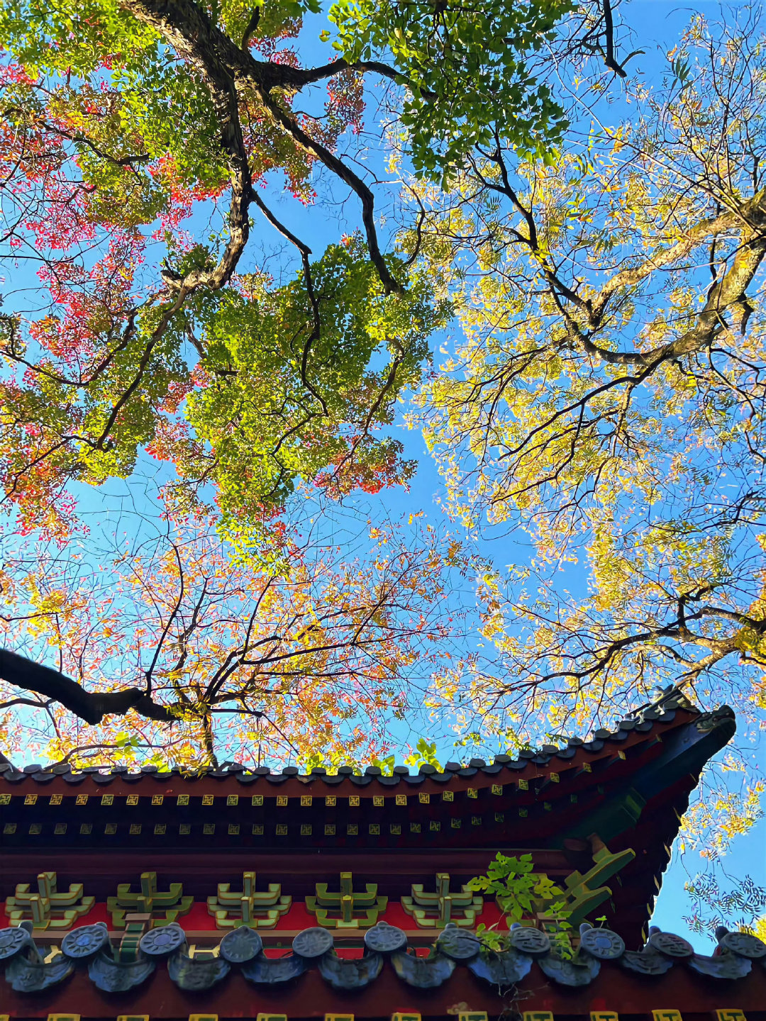 抬头见秋🍂 ​​​
